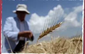 A farmer checks the quality of his wheat during a harvest near the village of Baidari, south of Tbilisi. Georgia has to import the vast majority of its wheat, but those imports have been hit hard by the war in Ukraine.